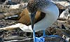 7 Nt Galapagos Islands